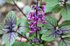 Basil Thai Siam Queen Seeds