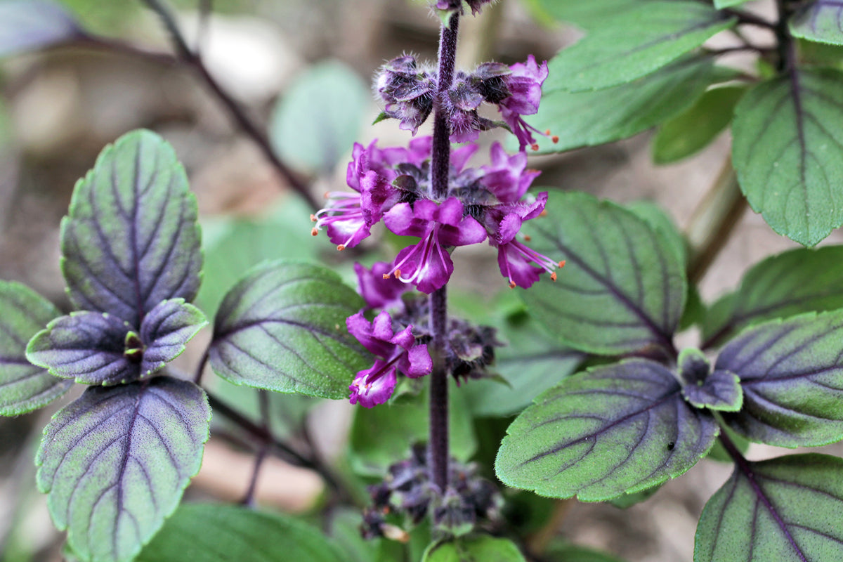 Basil Thai Siam Queen Seeds