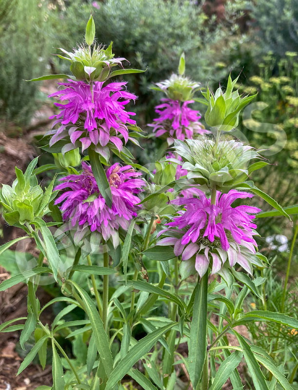 Bergamot Lemon Seeds
