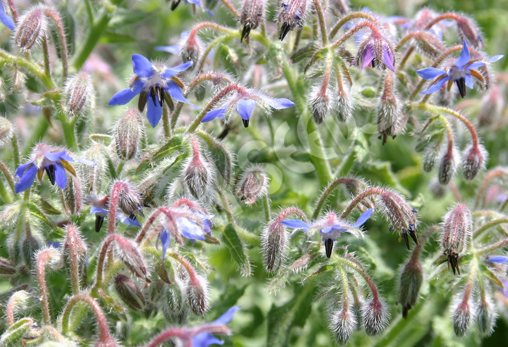 Microgreens Borage Seeds
