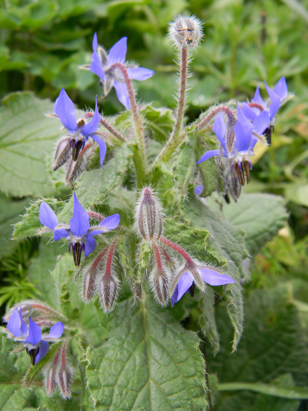 Borage Organic Seeds