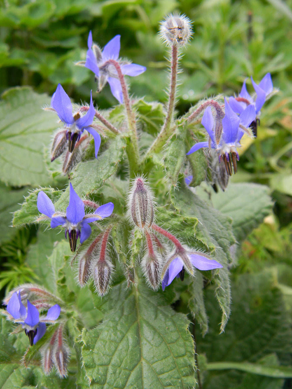 Borage Seeds
