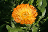 Calendula Seeds