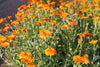 Calendula Organic Seeds