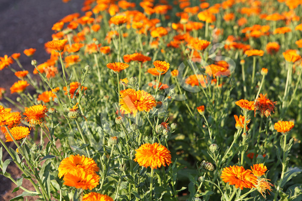 Calendula Organic Seeds