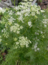 Caraway Seeds