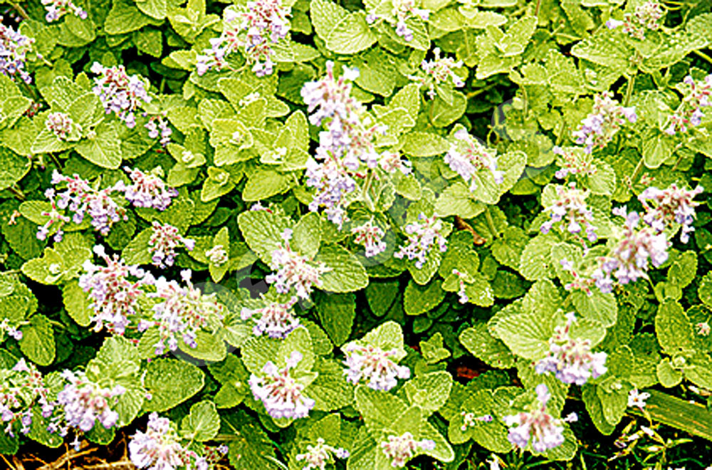 Catnip Seeds