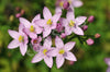 Centaury Seeds
