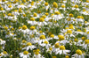 Chamomile German Seeds