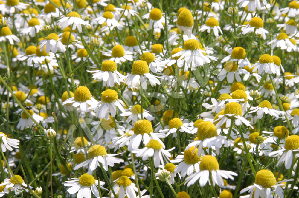 Chamomile German Seeds