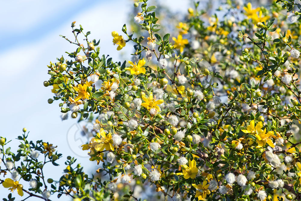 Chaparral Seeds