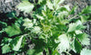 Chervil Seeds