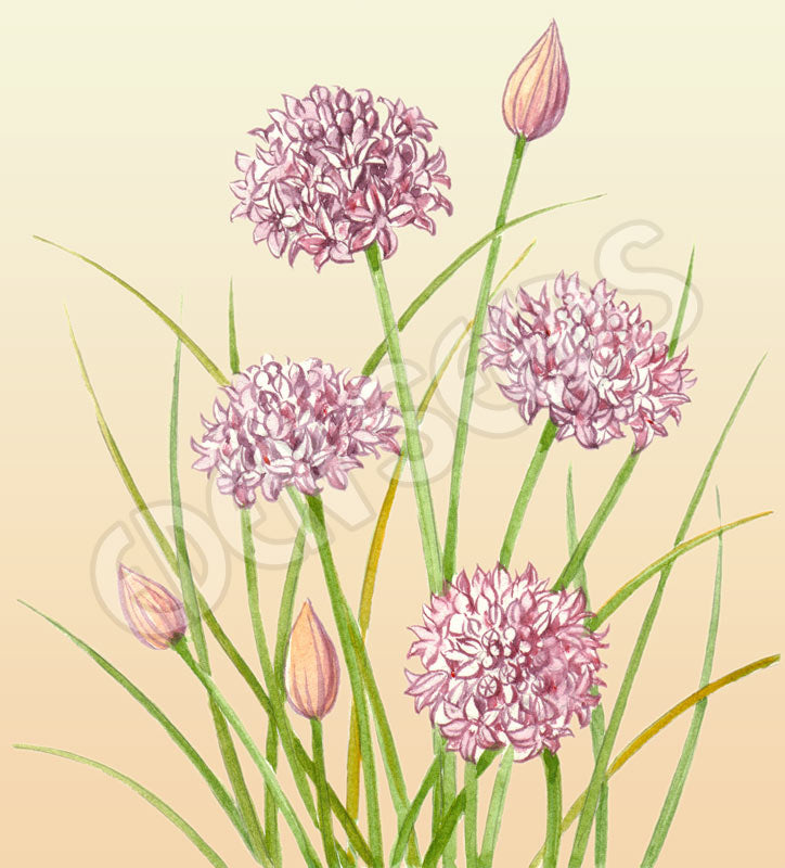 Chives Organic Seeds