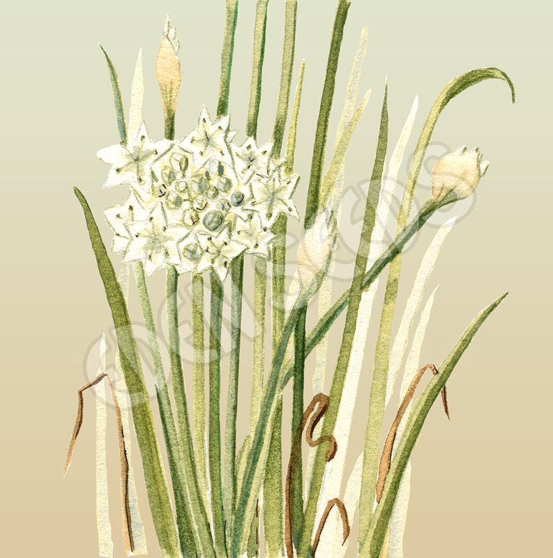 Chives Garlic Organic Seeds
