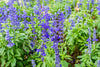 Clary Sage Seeds