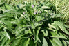 Comfrey Seeds