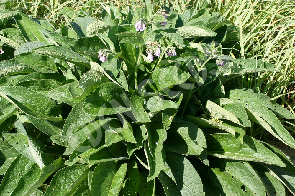 Comfrey Seeds