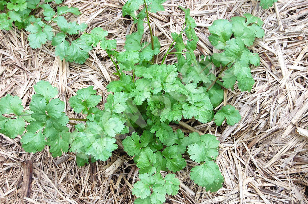 Coriander Moroccan Seeds