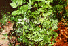 Coriander Cilantro Slow Bolting Seeds