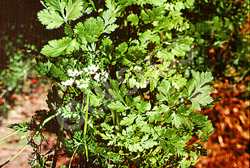 Coriander Cilantro Slow Bolting Seeds