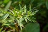 Coriander Culantro Seeds
