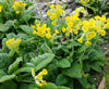 Cowslip Seeds