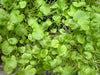 Cress American Upland Seeds