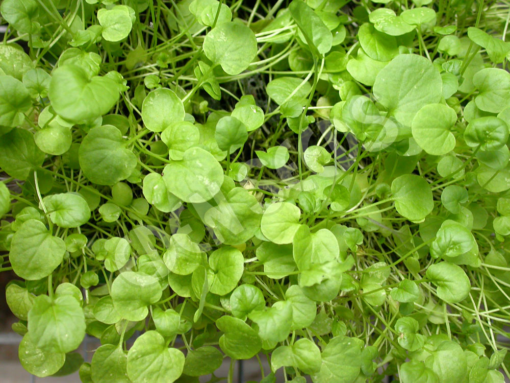 Cress American Upland Seeds