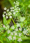 Cumin Seeds