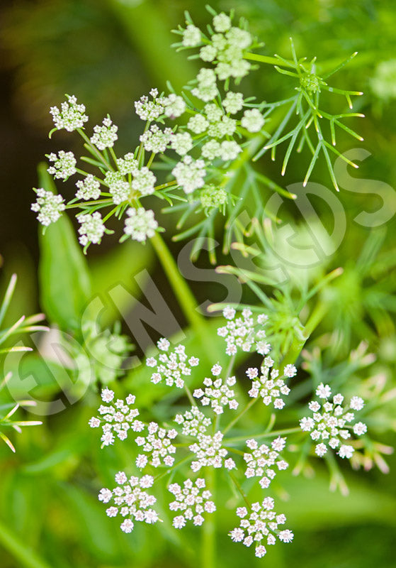 Cumin Seeds