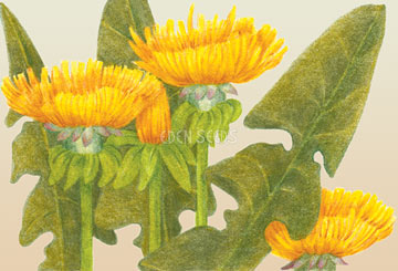 Dandelion European Seeds