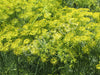 Dill Seeds