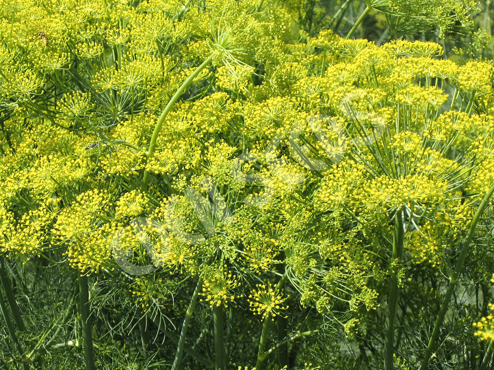 Dill Seeds