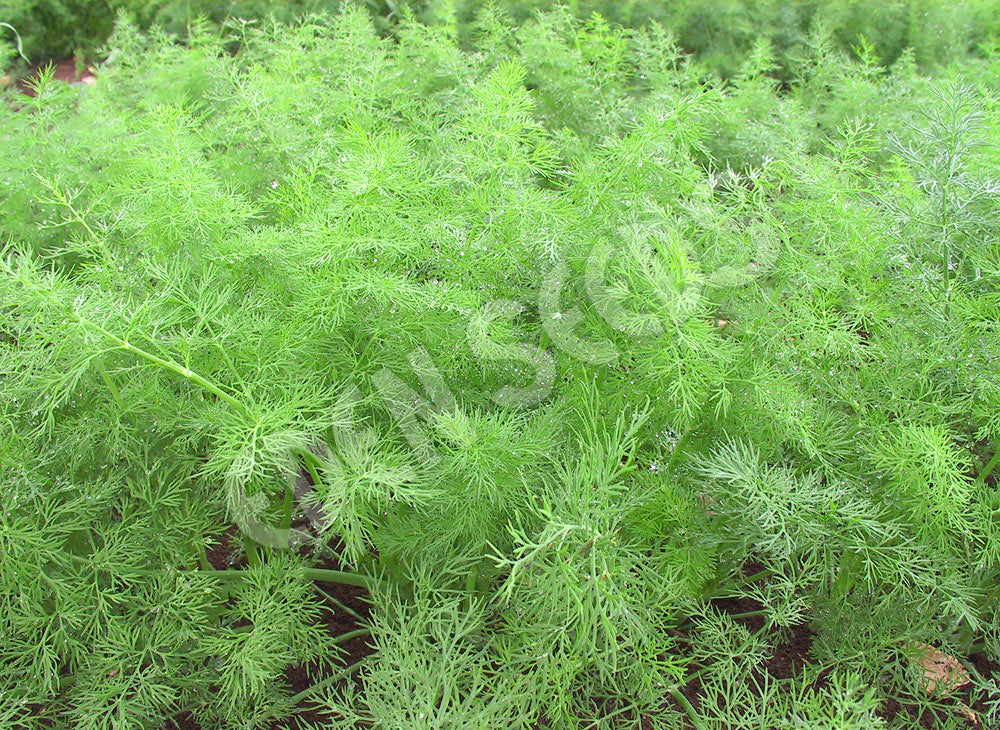Dill Bouquet Seeds