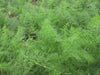 Microgreens Dill Seeds