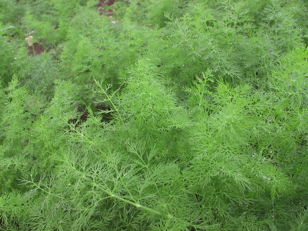 Microgreens Dill Seeds
