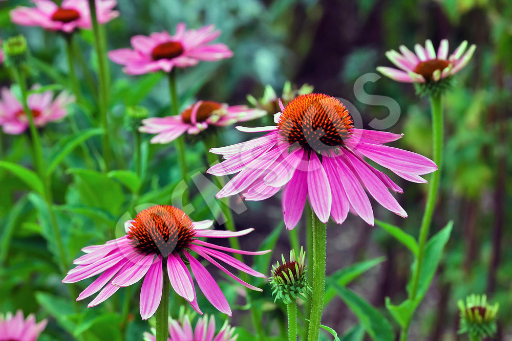Echinacea Angustifolia Seeds