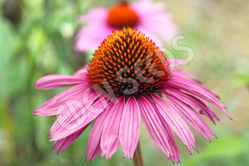 Echinacea Purpurea Seeds