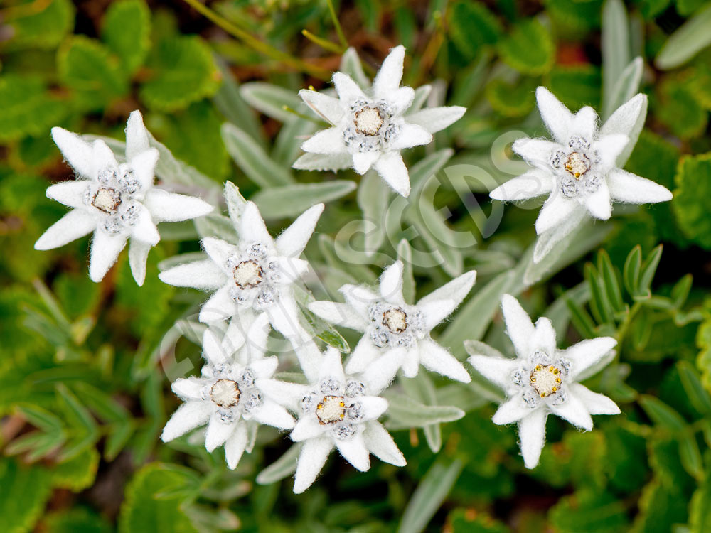 Edelweiss Seeds