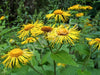Elecampane Seeds