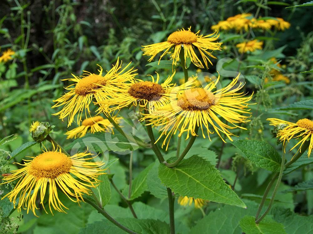Elecampane Seeds