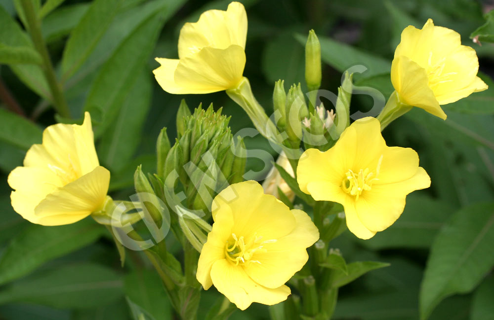 Evening Primrose Flower Organic Seeds