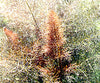 Fennel Bronze Seeds
