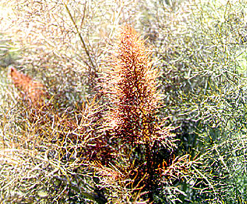 Fennel Bronze Seeds