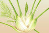 Fennel Florence Romanesco Seeds
