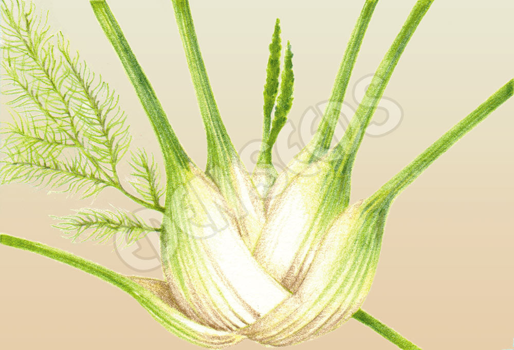 Fennel Florence Romanesco Seeds