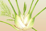 Fennel Florence Romanesco Organic  Seeds