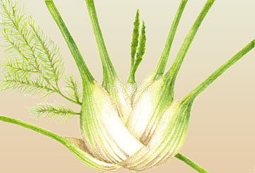 Fennel Florence Romanesco Organic  Seeds