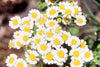 Feverfew Seeds
