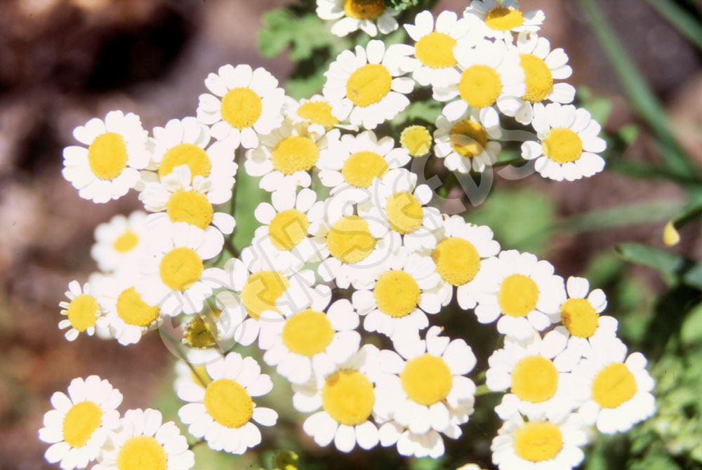 Feverfew Seeds